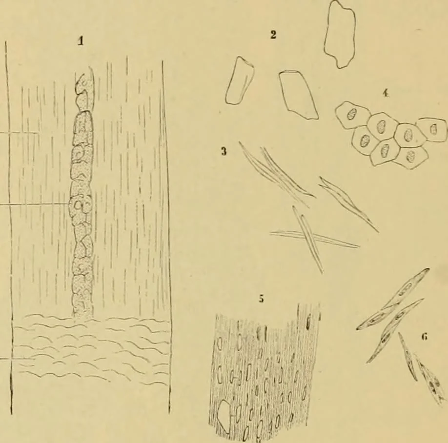 An illustration from Sthohr's histology : arranged upon an embroyological basis, 1906, leaf 333