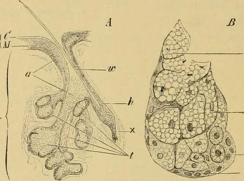 An illustration from Sthohr's histology : arranged upon an embroyological basis, 1906, leaf 335