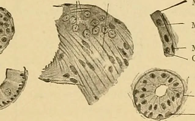 An illustration from Sthohr's histology : arranged upon an embroyological basis, 1906, leaf 336