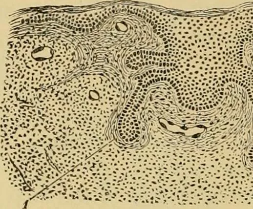 An illustration from Sthohr's histology : arranged upon an embroyological basis, 1906, leaf 339