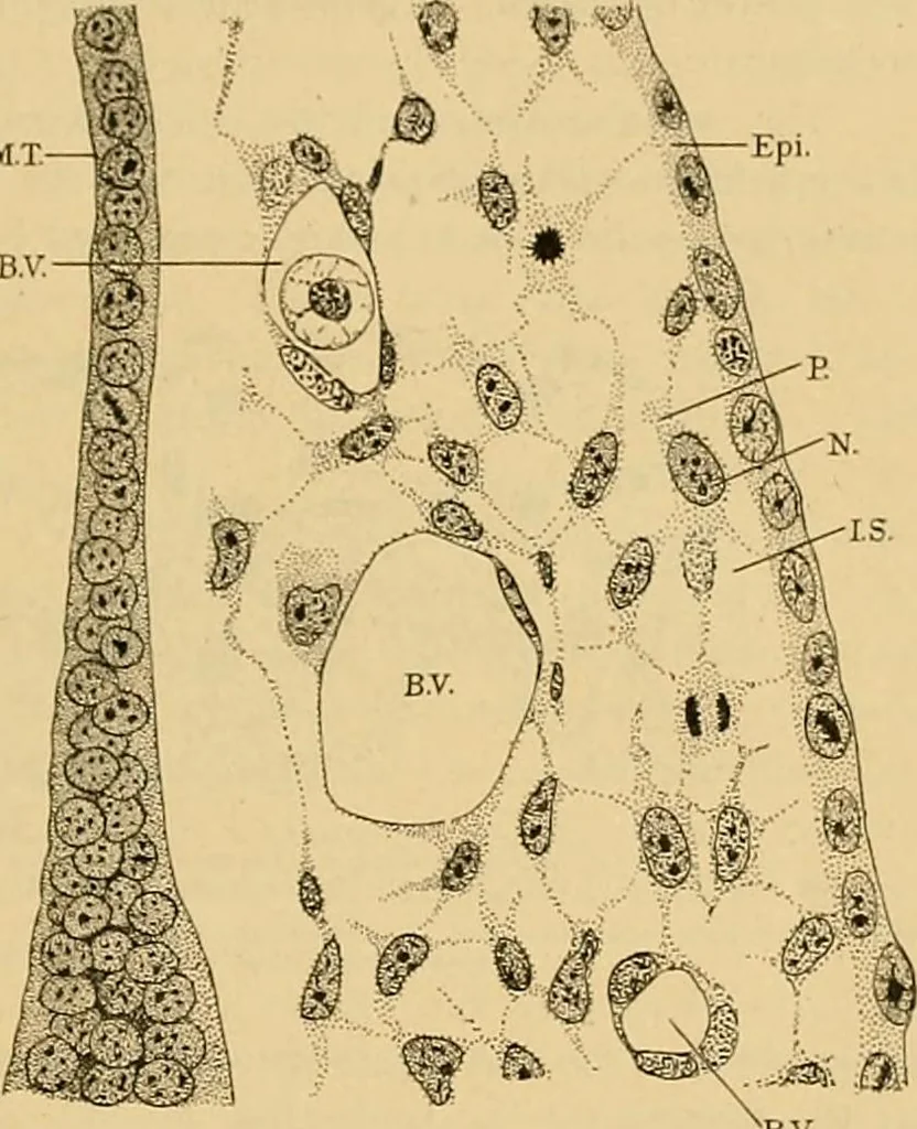 An illustration from Sthohr's histology : arranged upon an embroyological basis, 1906, leaf 34