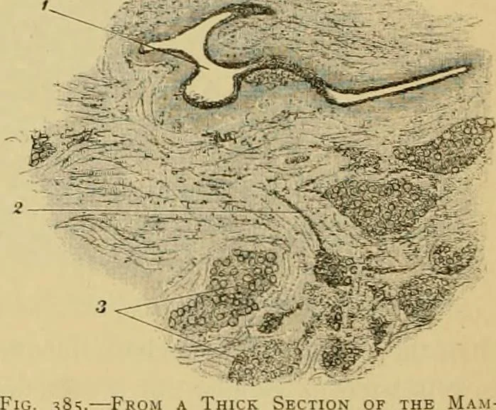 An illustration from Sthohr's histology : arranged upon an embroyological basis, 1906, leaf 341