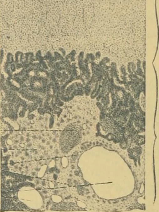 An illustration from Sthohr's histology : arranged upon an embroyological basis, 1906, leaf 343