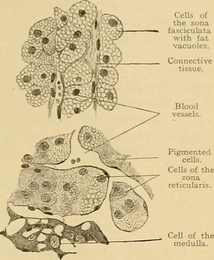An illustration from Sthohr's histology : arranged upon an embroyological basis, 1906, leaf 344