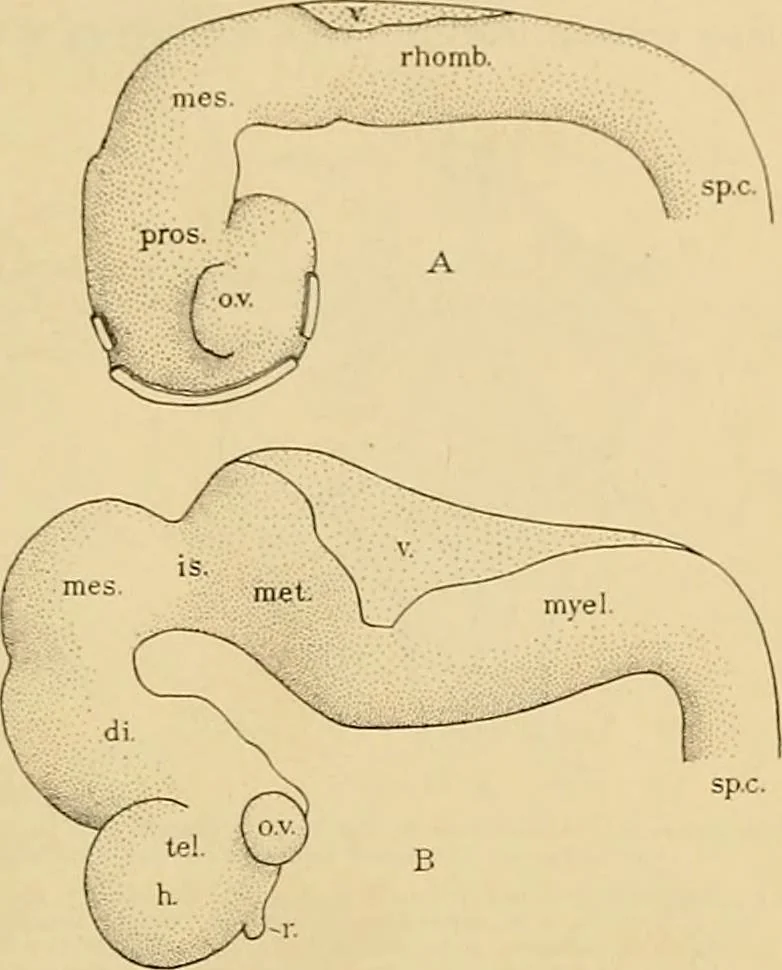 An illustration from Sthohr's histology : arranged upon an embroyological basis, 1906, leaf 346