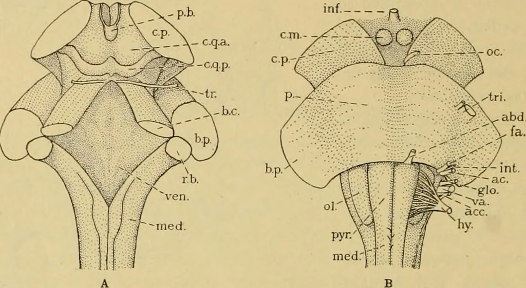 An illustration from Sthohr's histology : arranged upon an embroyological basis, 1906, leaf 347