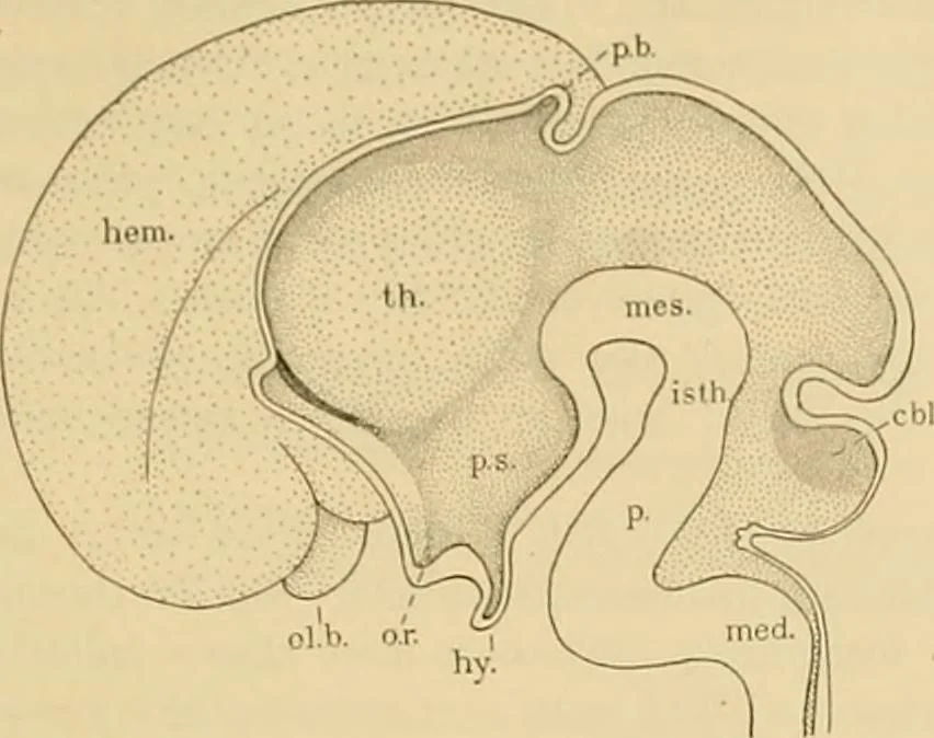 An illustration from Sthohr's histology : arranged upon an embroyological basis, 1906, leaf 348