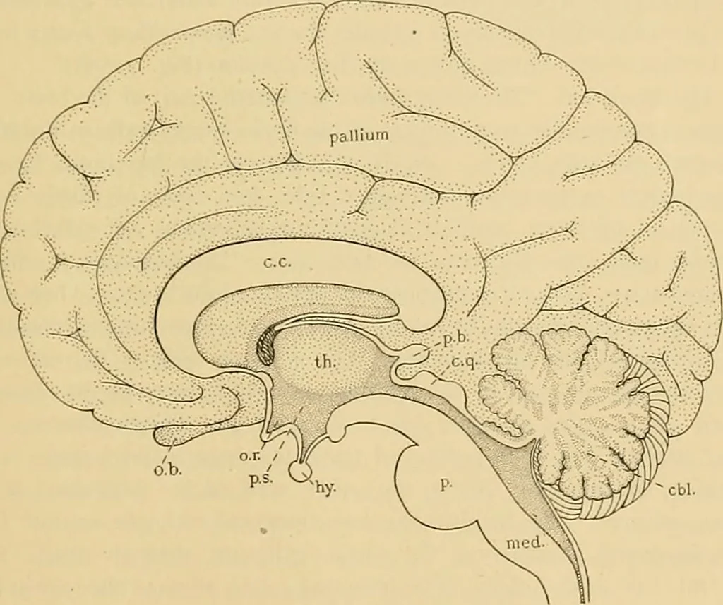 An illustration from Sthohr's histology : arranged upon an embroyological basis, 1906, leaf 348
