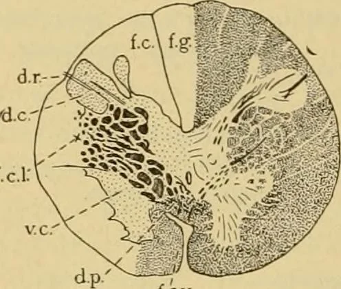 An illustration from Sthohr's histology : arranged upon an embroyological basis, 1906, leaf 351