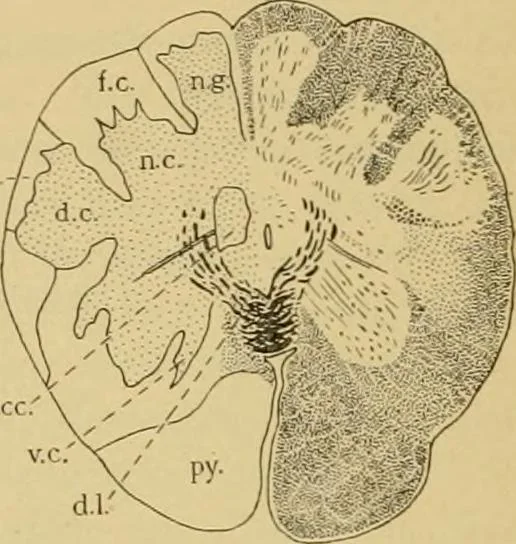 An illustration from Sthohr's histology : arranged upon an embroyological basis, 1906, leaf 351