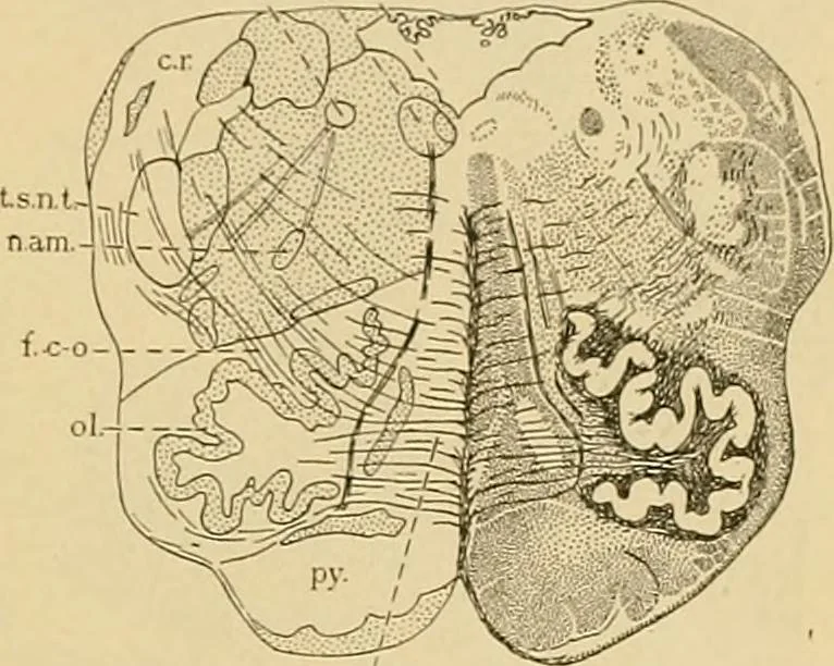 An illustration from Sthohr's histology : arranged upon an embroyological basis, 1906, leaf 352