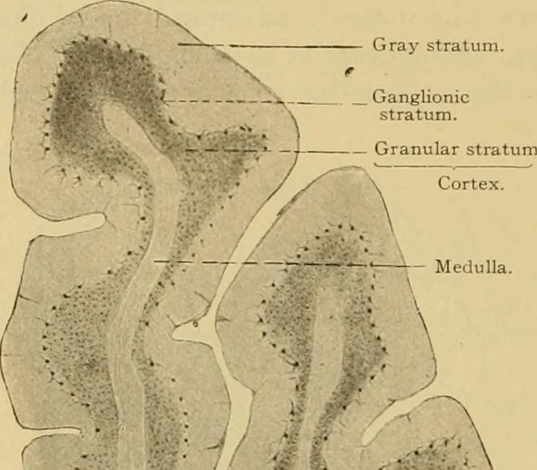 An illustration from Sthohr's histology : arranged upon an embroyological basis, 1906, leaf 353