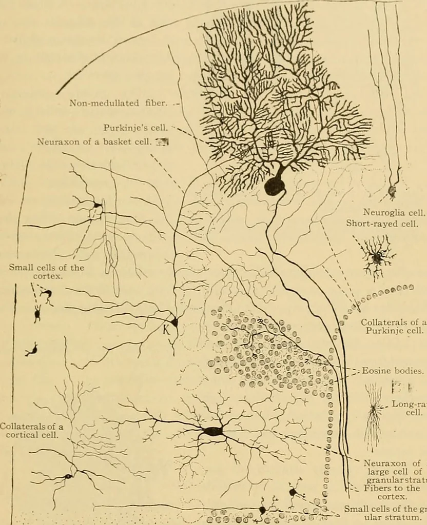 An illustration from Sthohr's histology : arranged upon an embroyological basis, 1906, leaf 354
