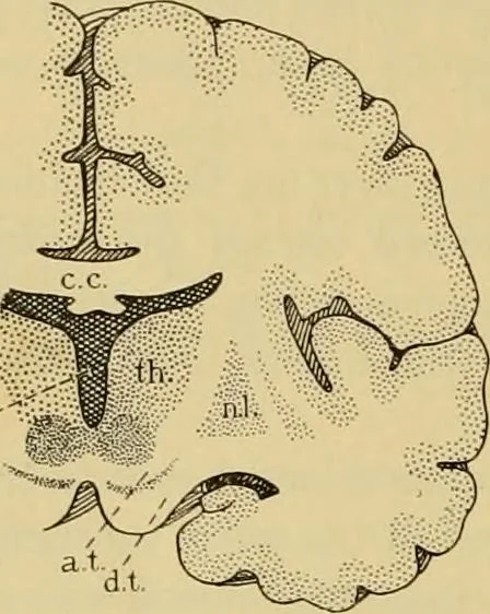 An illustration from Sthohr's histology : arranged upon an embroyological basis, 1906, leaf 357