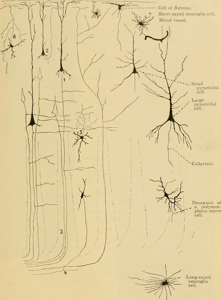 An illustration from Sthohr's histology : arranged upon an embroyological basis, 1906, leaf 358