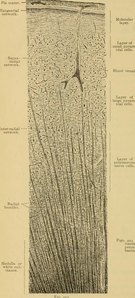 An illustration from Sthohr's histology : arranged upon an embroyological basis, 1906, leaf 359