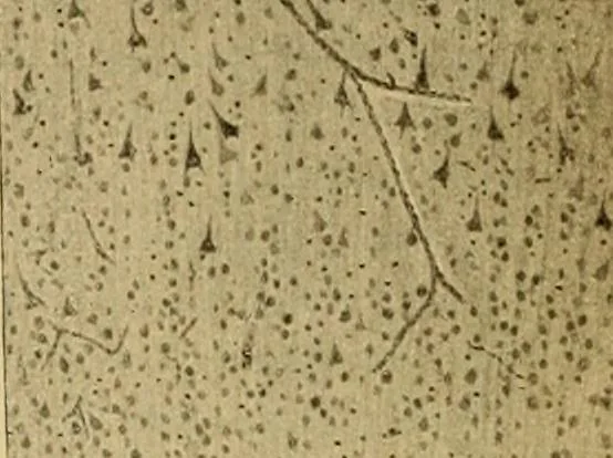An illustration from Sthohr's histology : arranged upon an embroyological basis, 1906, leaf 359