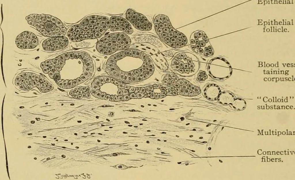 An illustration from Sthohr's histology : arranged upon an embroyological basis, 1906, leaf 361