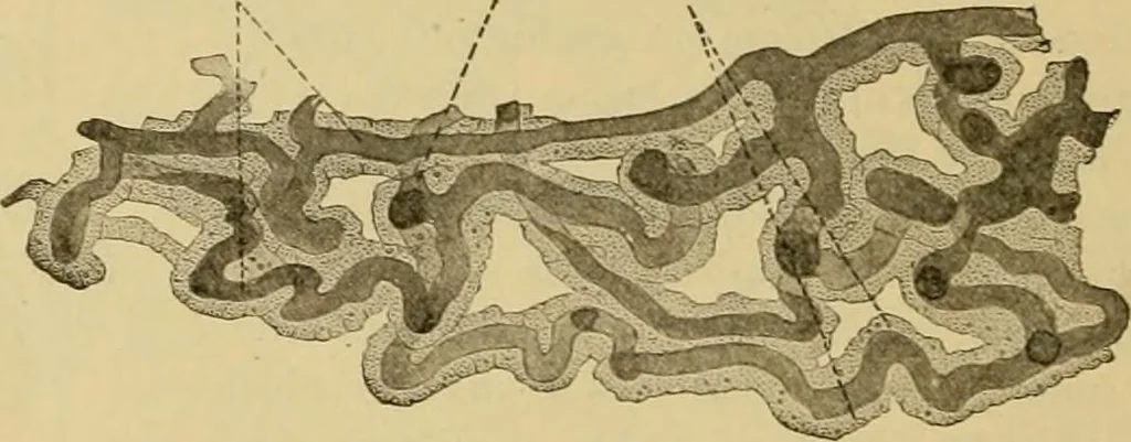 An illustration from Sthohr's histology : arranged upon an embroyological basis, 1906, leaf 363