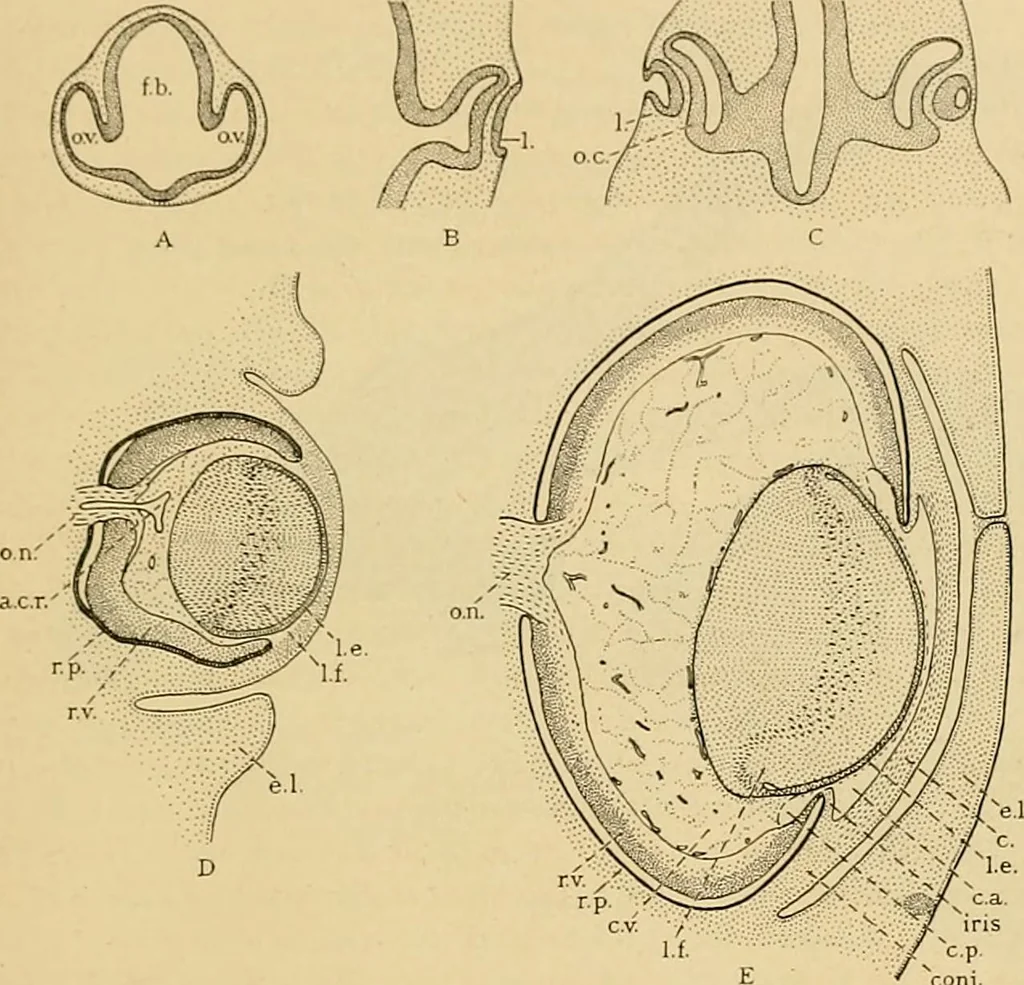 An illustration from Sthohr's histology : arranged upon an embroyological basis, 1906, leaf 366