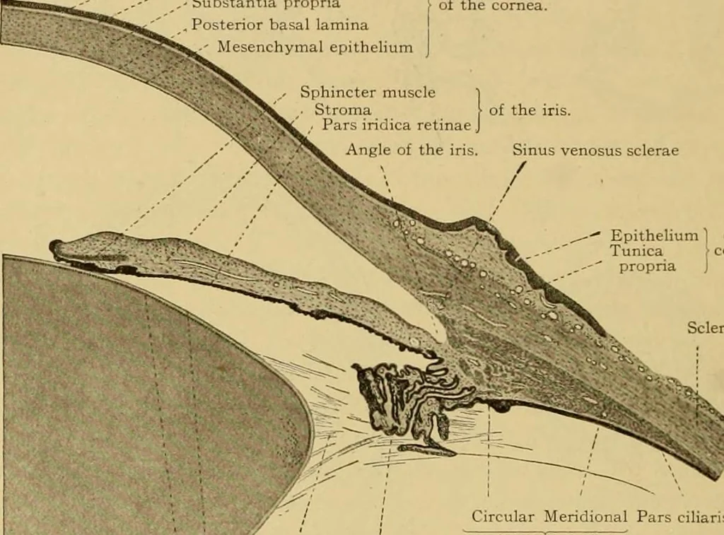 An illustration from Sthohr's histology : arranged upon an embroyological basis, 1906, leaf 367