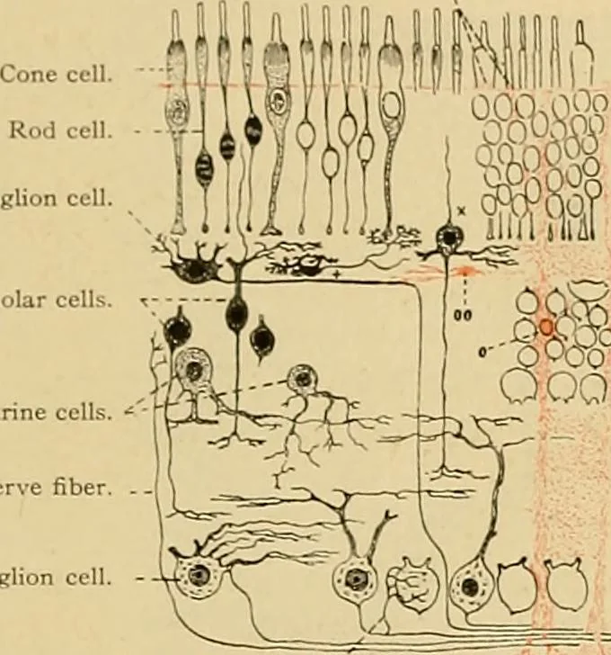An illustration from Sthohr's histology : arranged upon an embroyological basis, 1906, leaf 370