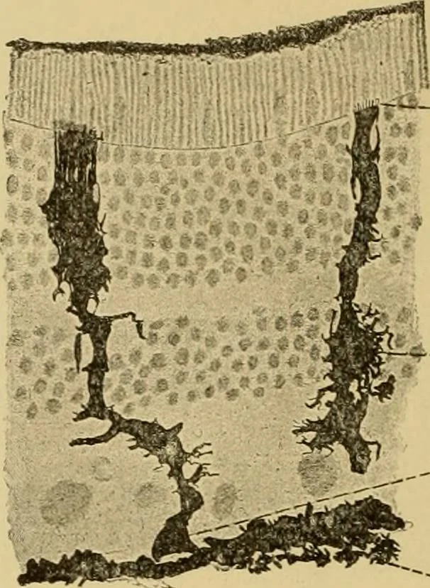 An illustration from Sthohr's histology : arranged upon an embroyological basis, 1906, leaf 371