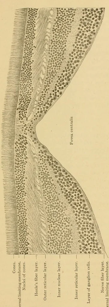 An illustration from Sthohr's histology : arranged upon an embroyological basis, 1906, leaf 372