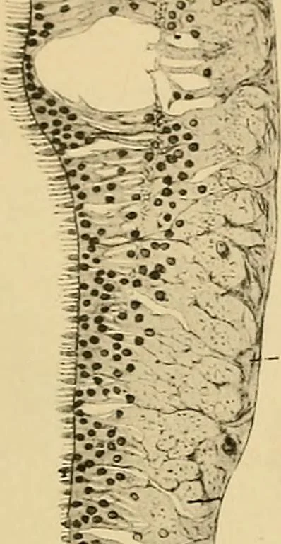 An illustration from Sthohr's histology : arranged upon an embroyological basis, 1906, leaf 374