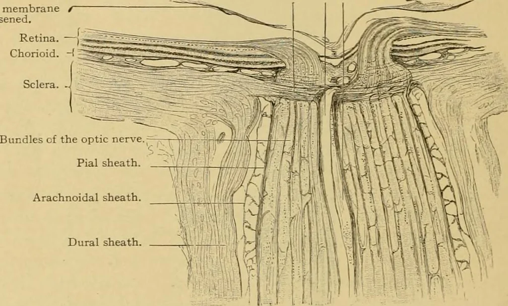An illustration from Sthohr's histology : arranged upon an embroyological basis, 1906, leaf 375