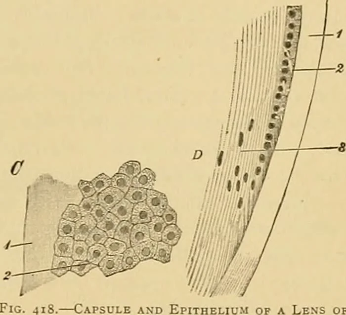 An illustration from Sthohr's histology : arranged upon an embroyological basis, 1906, leaf 376