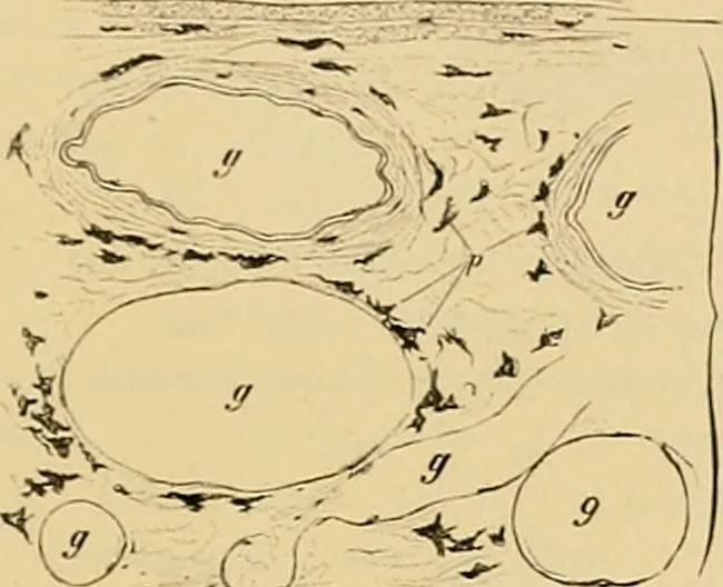 An illustration from Sthohr's histology : arranged upon an embroyological basis, 1906, leaf 378