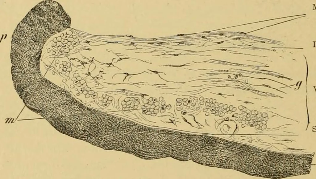 An illustration from Sthohr's histology : arranged upon an embroyological basis, 1906, leaf 379
