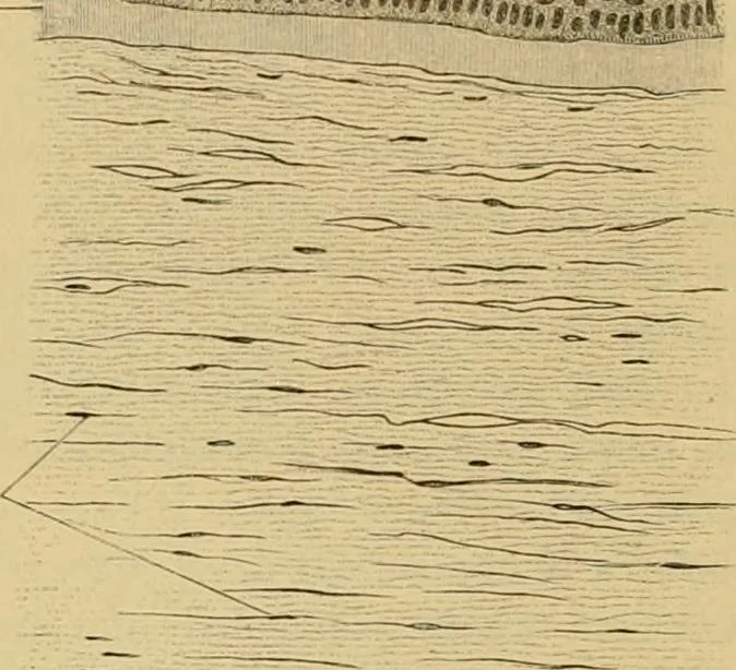 An illustration from Sthohr's histology : arranged upon an embroyological basis, 1906, leaf 381