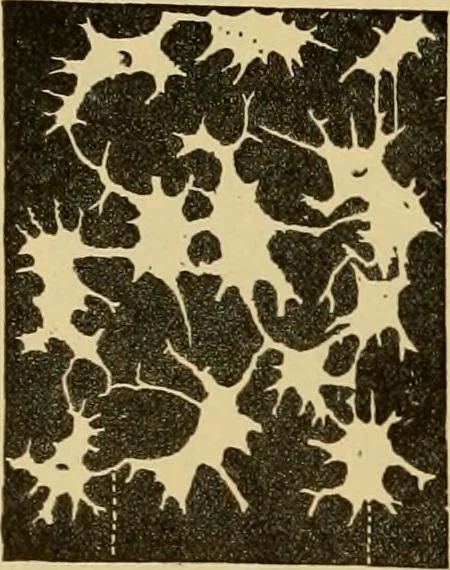 An illustration from Sthohr's histology : arranged upon an embroyological basis, 1906, leaf 381