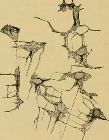 An illustration from Sthohr's histology : arranged upon an embroyological basis, 1906, leaf 381