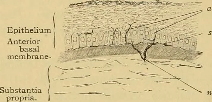 An illustration from Sthohr's histology : arranged upon an embroyological basis, 1906, leaf 385