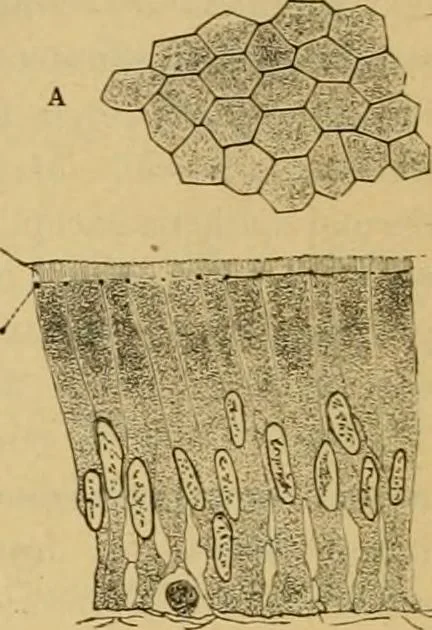 An illustration from Sthohr's histology : arranged upon an embroyological basis, 1906, leaf 39