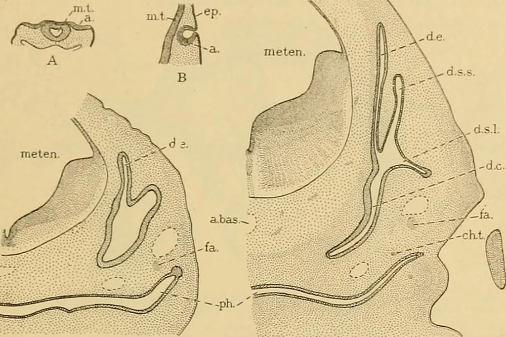An illustration from Sthohr's histology : arranged upon an embroyological basis, 1906, leaf 390