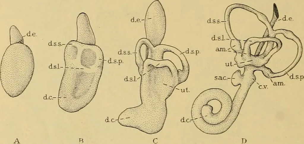 An illustration from Sthohr's histology : arranged upon an embroyological basis, 1906, leaf 391