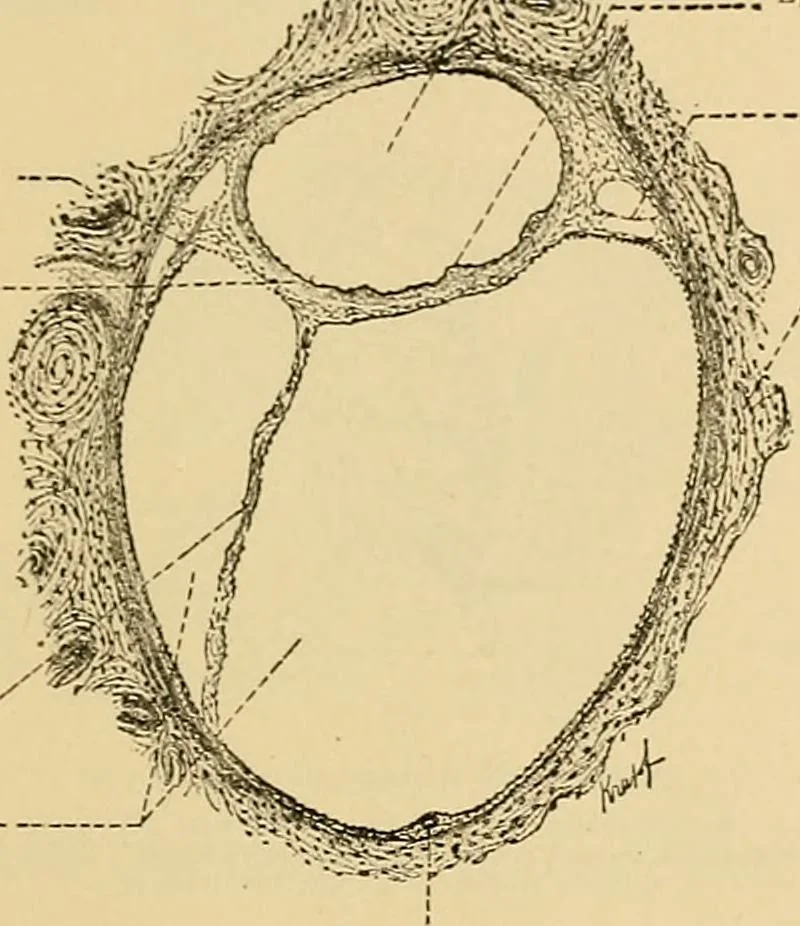 An illustration from Sthohr's histology : arranged upon an embroyological basis, 1906, leaf 392