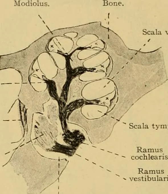 An illustration from Sthohr's histology : arranged upon an embroyological basis, 1906, leaf 393