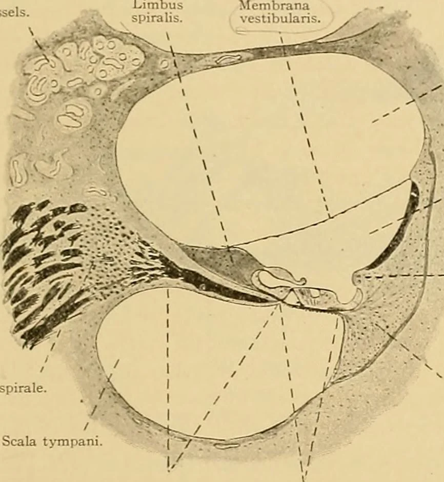 An illustration from Sthohr's histology : arranged upon an embroyological basis, 1906, leaf 396