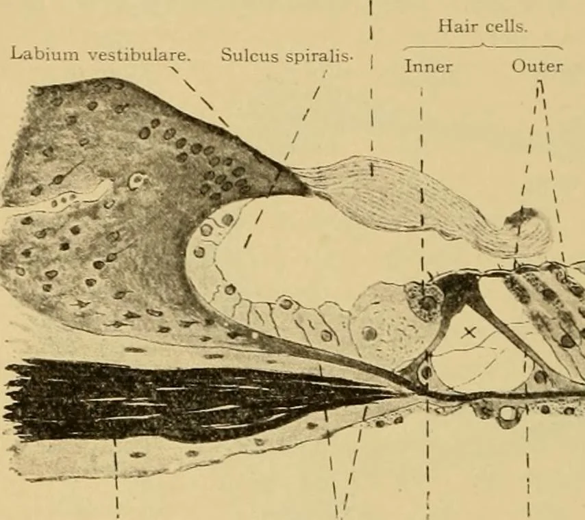 An illustration from Sthohr's histology : arranged upon an embroyological basis, 1906, leaf 397