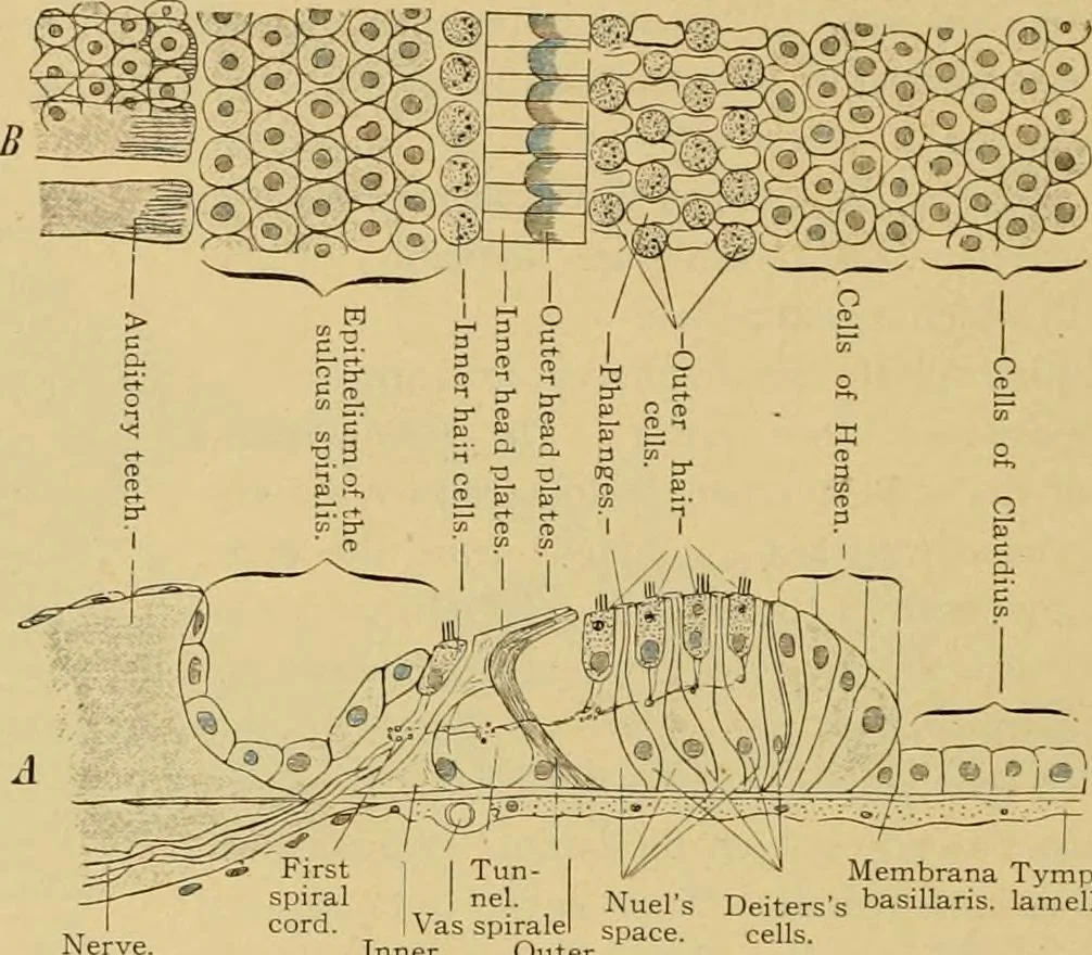 An illustration from Sthohr's histology : arranged upon an embroyological basis, 1906, leaf 399