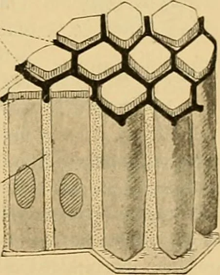 An illustration from Sthohr's histology : arranged upon an embroyological basis, 1906, leaf 40