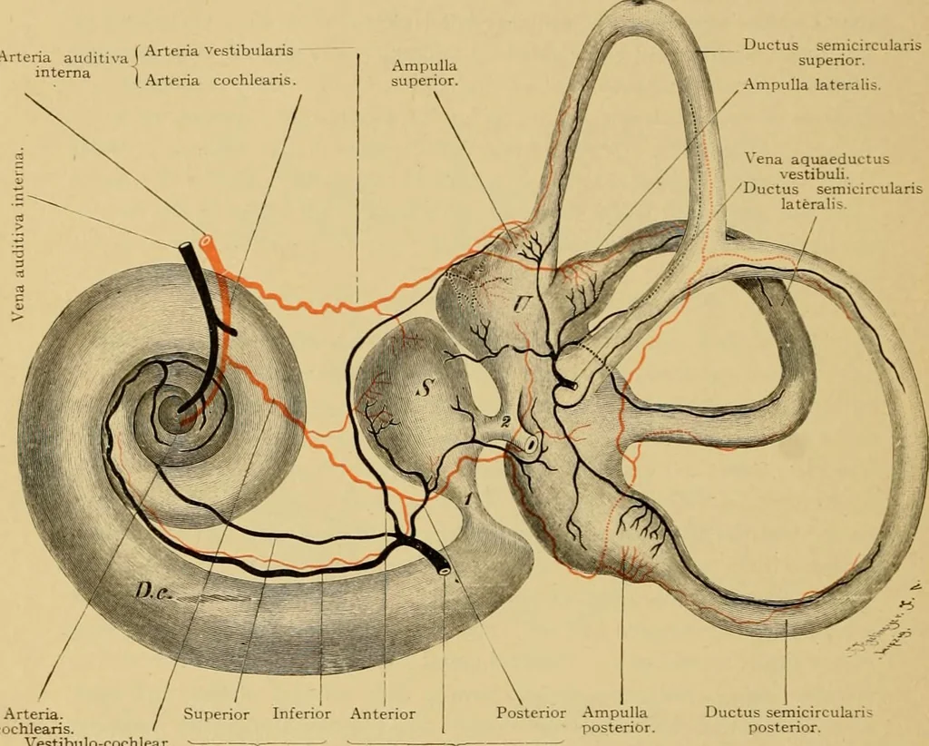 An illustration from Sthohr's histology : arranged upon an embroyological basis, 1906, leaf 401