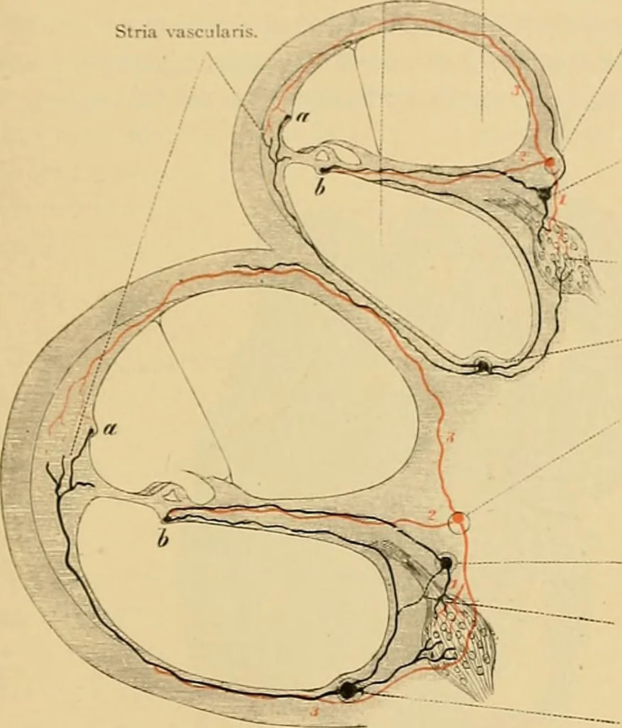 An illustration from Sthohr's histology : arranged upon an embroyological basis, 1906, leaf 402