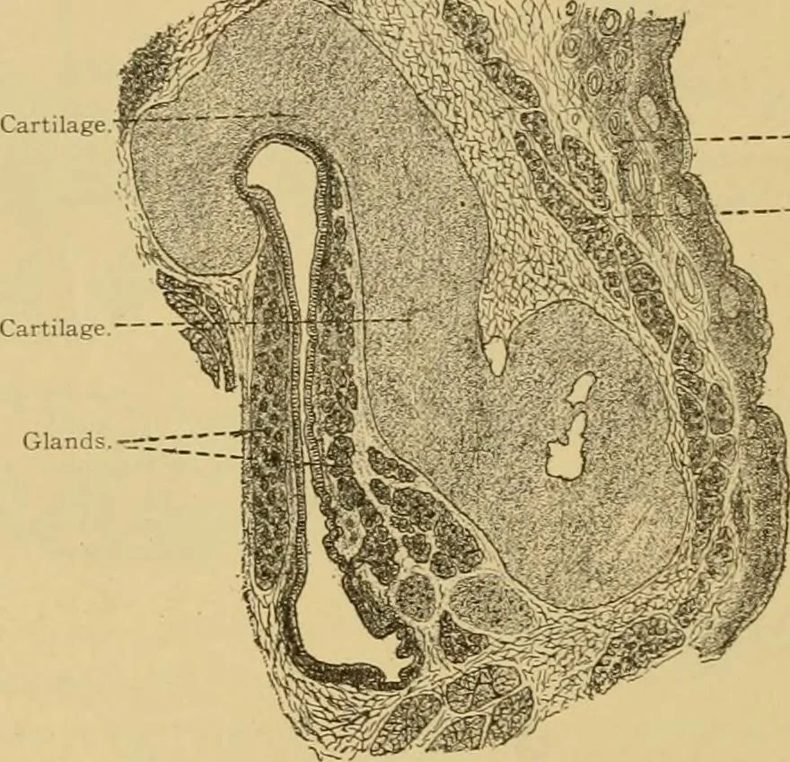 An illustration from Sthohr's histology : arranged upon an embroyological basis, 1906, leaf 403
