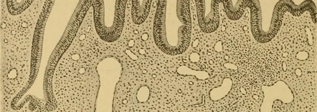 An illustration from Sthohr's histology : arranged upon an embroyological basis, 1906, leaf 407